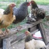 Chickens on top of wood