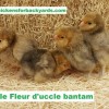 Mille Fleur d`Uccle Bantam Chicks