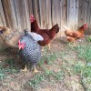 Chickens