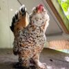 Mille Fleur D'Uccles