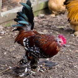 Mille Fleur d`Uccle Bantam Chicken