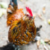 Millie Fluer Duccle Bantam