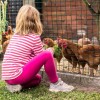 Girl Feeding New Hampshire Red Chicken