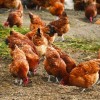 New Hampshire Red Chickens