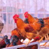 New Hampshire Chicken