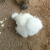 White Silkie Bantam