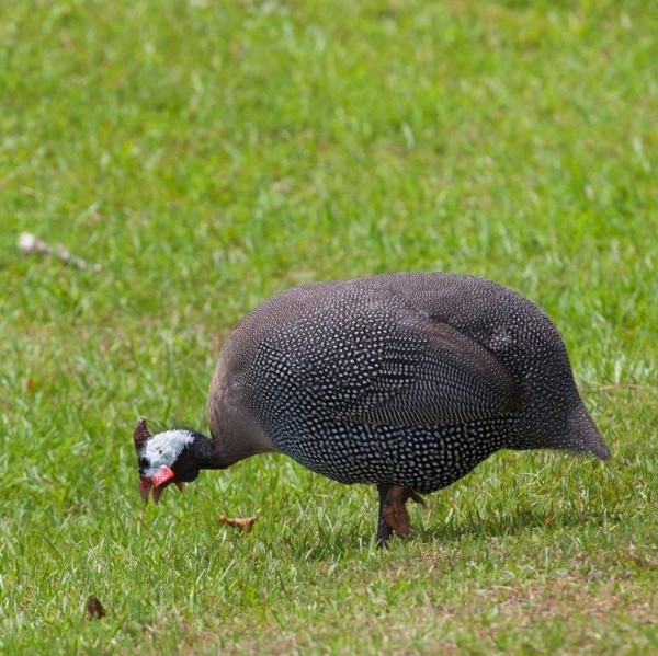 Pearl Grey Guinea