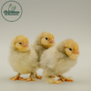 Porcelain d`Uccle Bantam - Image 2