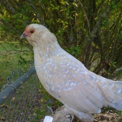 Porcelain d`Uccle Bantam Chicken