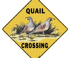 Quail Crossing sign