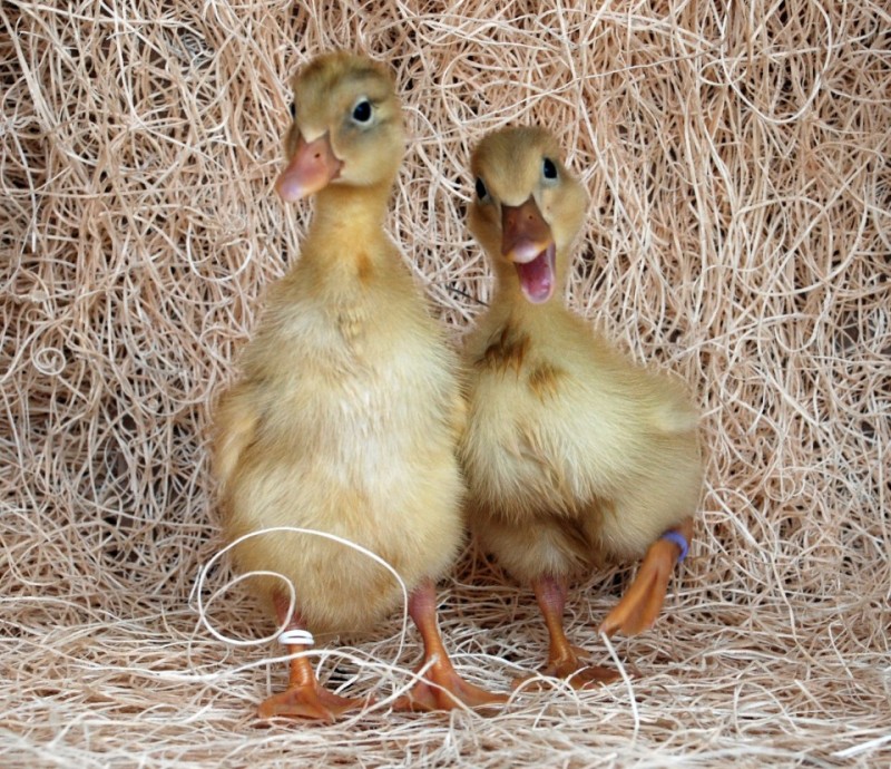 Fawn and White Runner Ducks