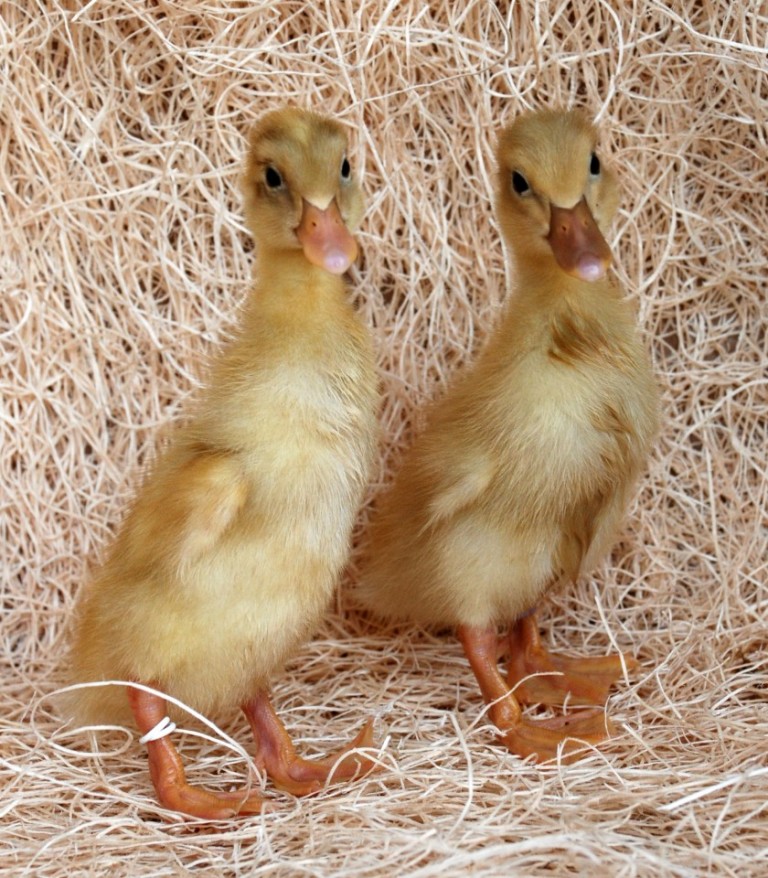 Fawn and White Runner Ducks