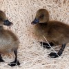 Baby Chick