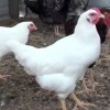 White Plymouth Rock Chickens