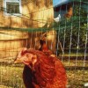 Rhode Island Red Chicken