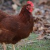 Rhode Island Red Chicken