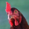 Rhode Island Red Chicken