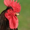 Rhode Island Red Chicken