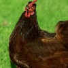 Rhode Island Red Chicken