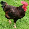 Rhode Island Red Chicken