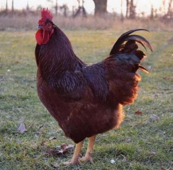 Rhode Island Red Chickens For Sale