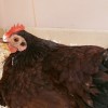 Rhode Island Red Bantam Chicken