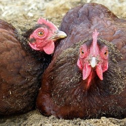 Rhode Island Red Bantam Chicken