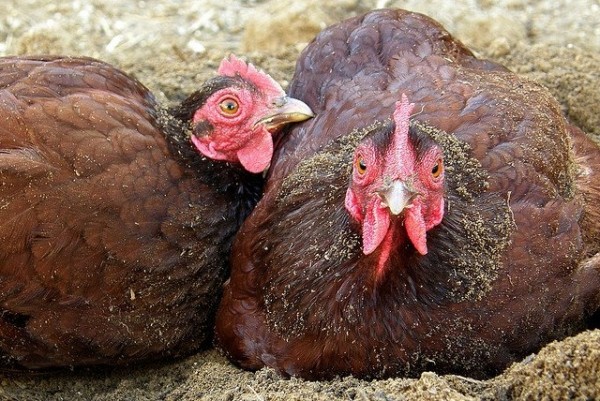 Rhode Island Red Bantam Chicken