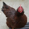 Rhode Island Red Bantam Chicken