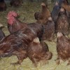 Red Cochin Bantam Chickens