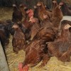 Red Cochin Bantam Chickens