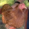 Red Cochin Bantam Chicken