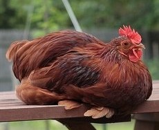 Red Cochin Bantam Chicken