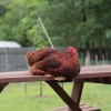 Red Cochin Bantam Chicken