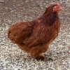 Red Cochin Bantam Chicken