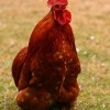 Red Cochin Bantam Chicken