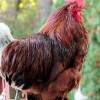 Red Cochin Bantam Chicken