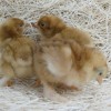 Red Cochin Bantam Chicks
