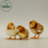Rhode Island Red Bantam - Image 2