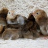 Rhode Island Red Bantam Chick