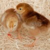 Rhode Island Red Chicks