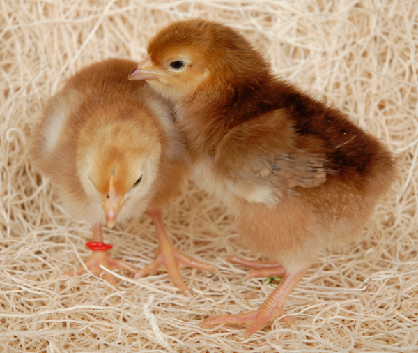 Rhode Island White Chickens - Baby Chicks For Sale