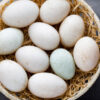 Rouen Duck Eggs