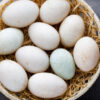 Rouen Duck Eggs