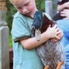 Rouen Duck