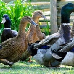 Rouen Ducks for Sale