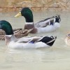 Rouen Duck