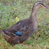 Rouen Duck