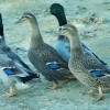Rouen Duck