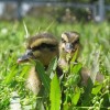 Rouen Duck